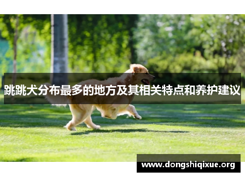 跳跳犬分布最多的地方及其相关特点和养护建议